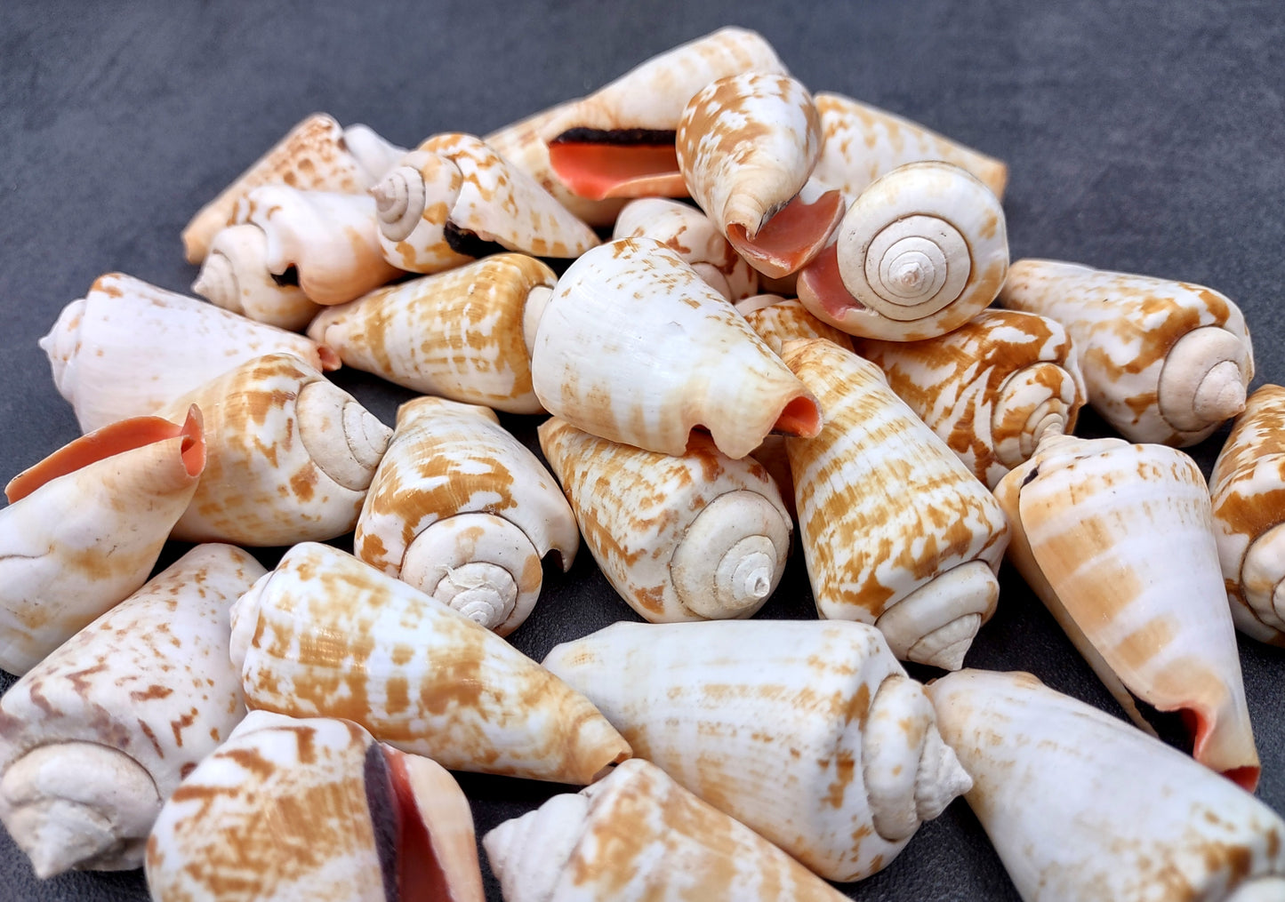 Strawberry Conch Seashells (10 pcs.) - Conomurex Luhuanus. Multiple white and tanned small shells in a pile. Copyright 2024 SeaShellSupply.com.