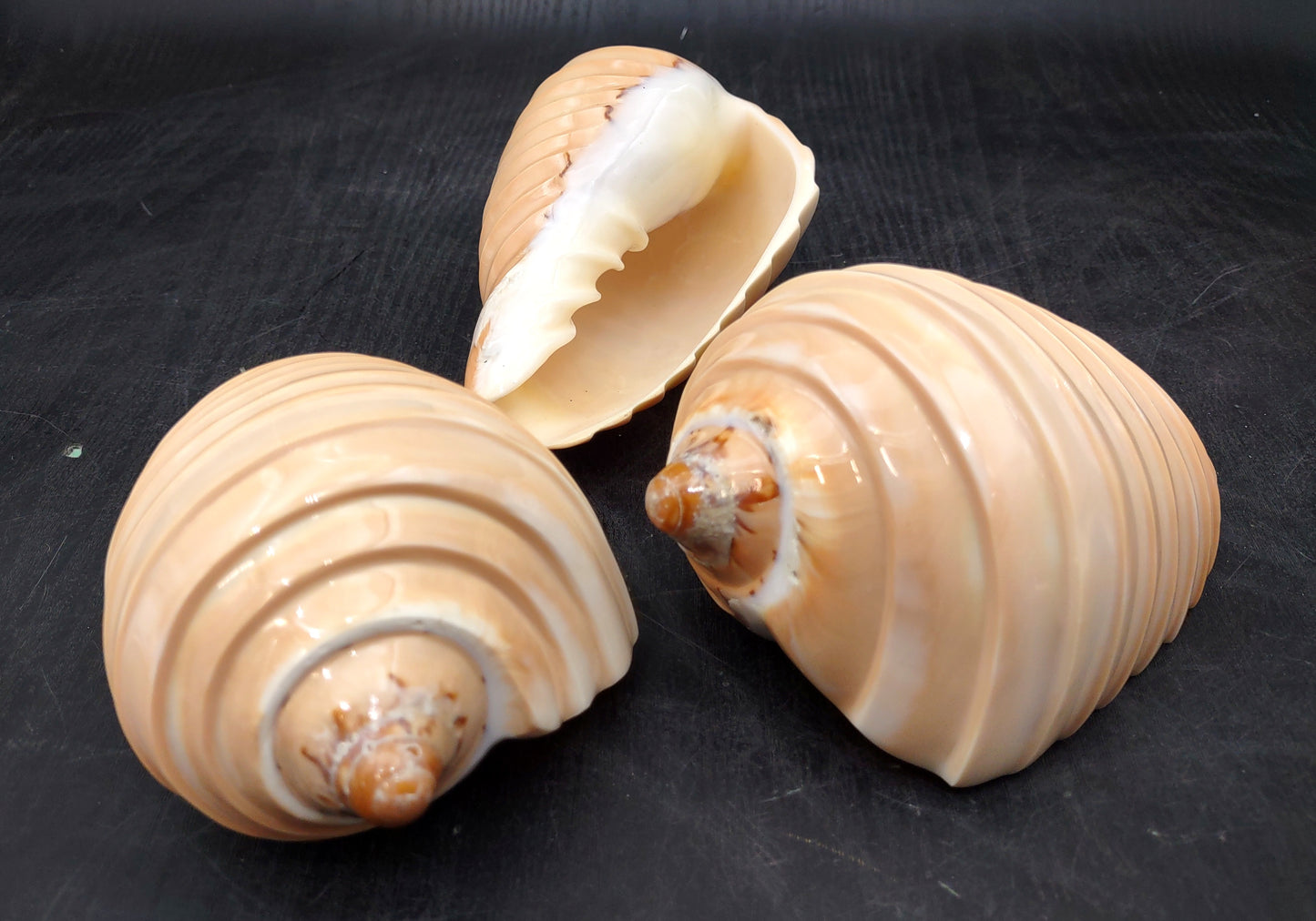 Noble Volute - Banded/Polished - Voluta Nobilis - (1 shell approx. 5.5 inches). Deeply ribbed cream colored shells. Copyright 2024 SeaShellSupply.com