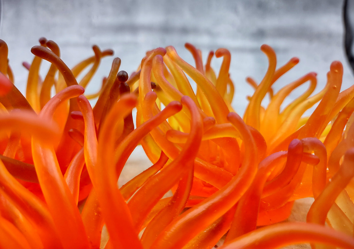 Orange/Yellow FAUX Anemone - Condylactis Gigantea - (1 FAKE Anemone approx. 5Wx2Dx5T inches) with pink tips, on light background. Copyright 2024 SeaShellSupply.com.