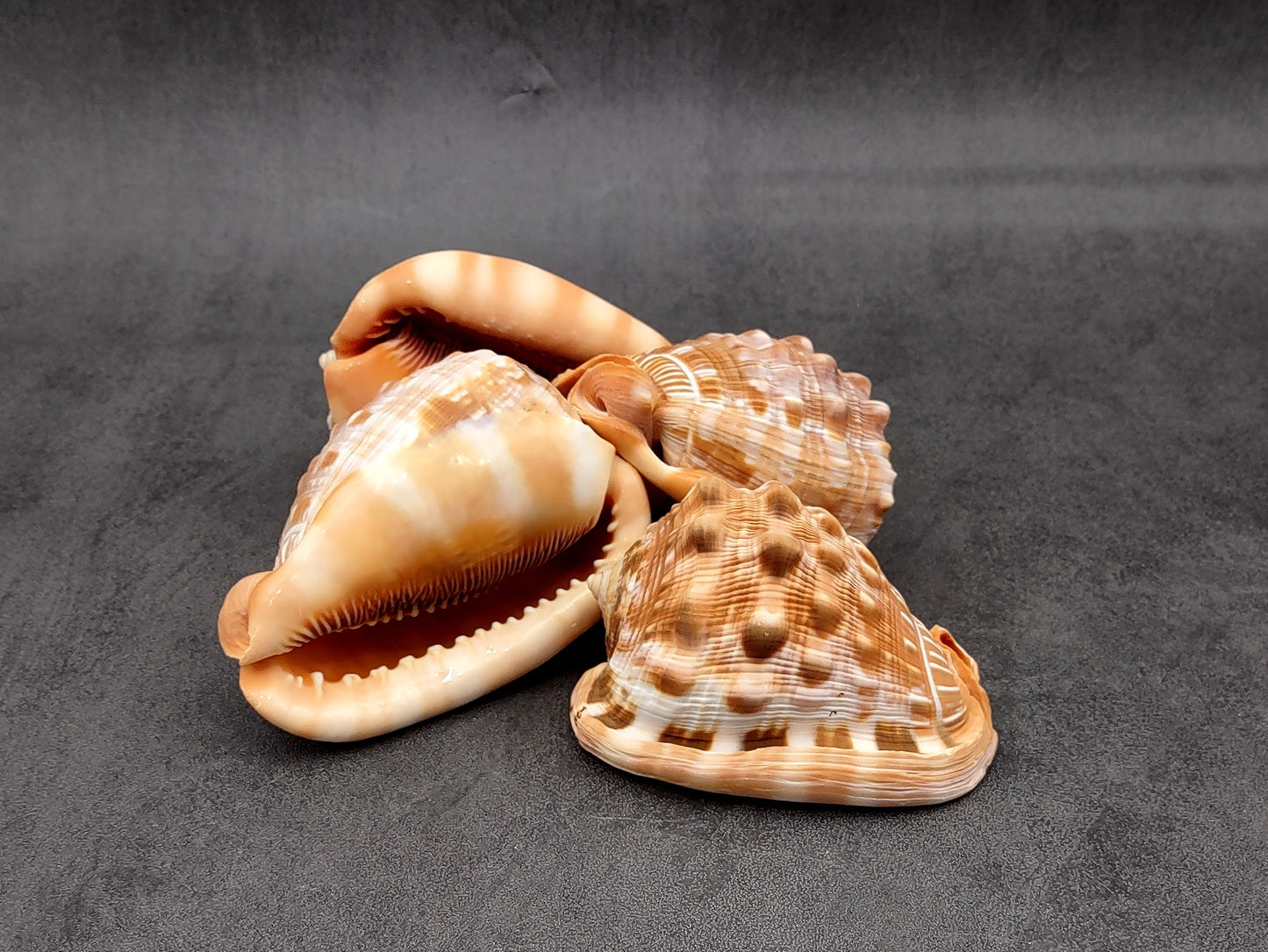 Baby Bull's Mouth Helmet Shell (3-4") - Cassis Rufa