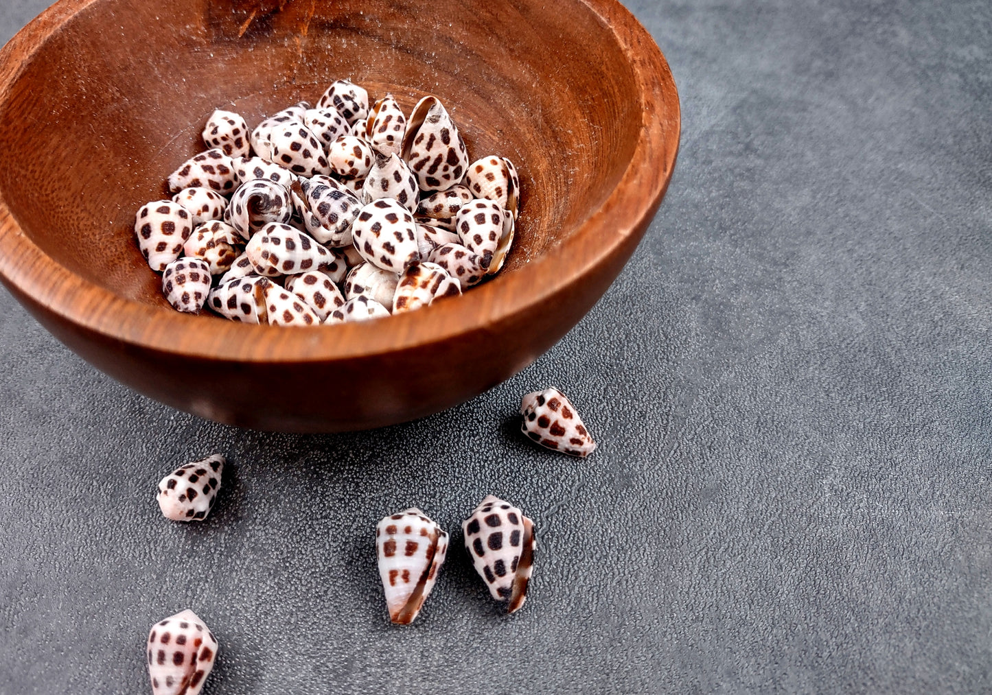 Photo of Extra Small Hebrew Cone Seashells Conus Ebraeus (5 shells approx. 0.25+ inches). Copyright 2024 SeashellSupply.com
