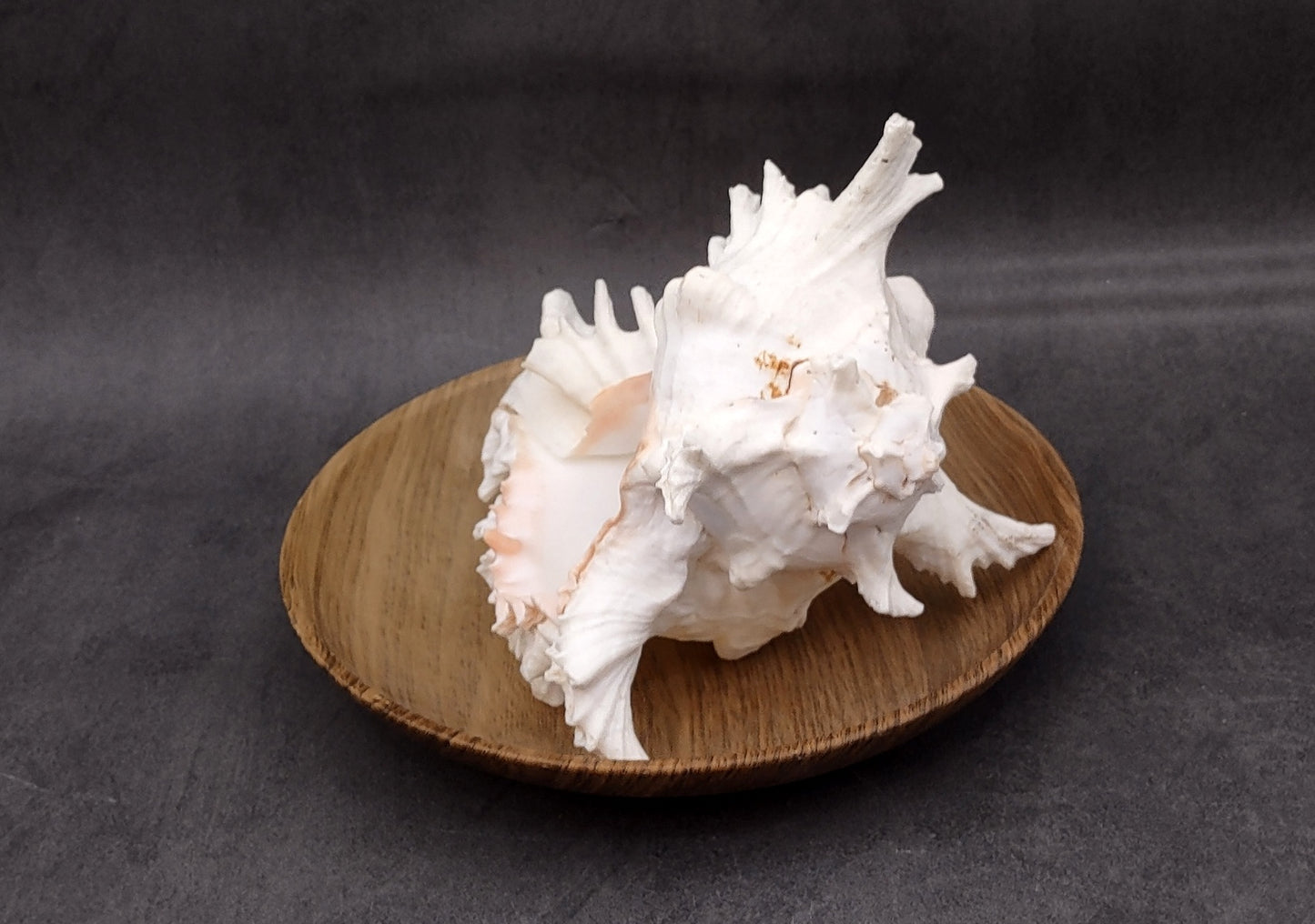 Ramose Murex Seashell Chicoreus Ramosus (1 shell approx. 7+ inches) Great shells for coastal crafting décor & collections!