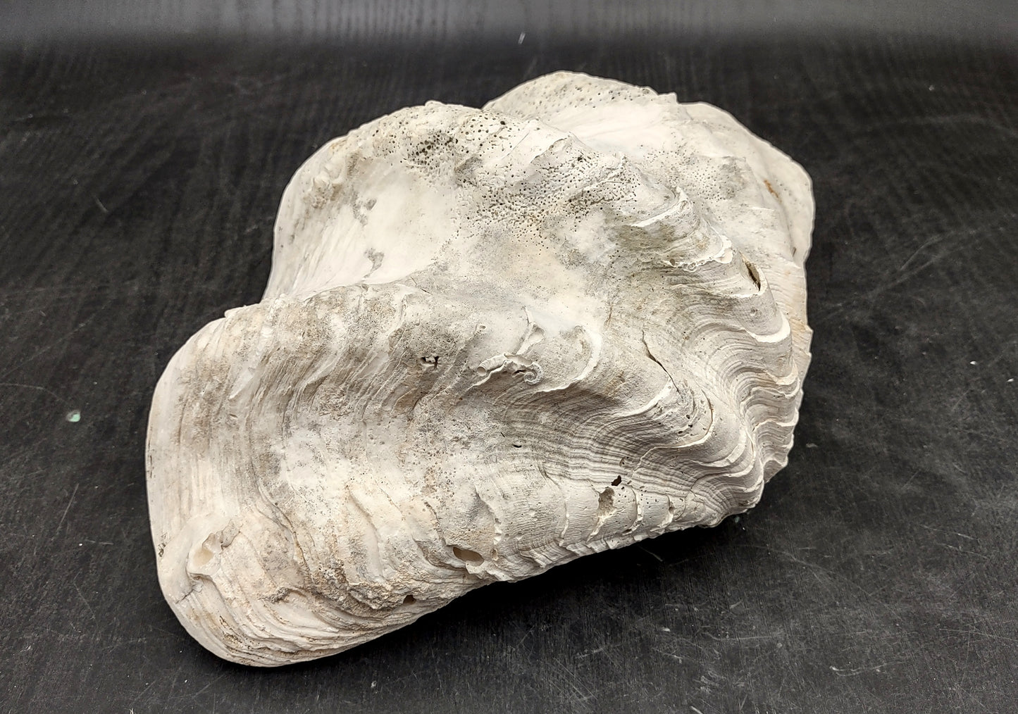 Giant clam shell individual specimen. Copyright 2024 SeashellSupply.com