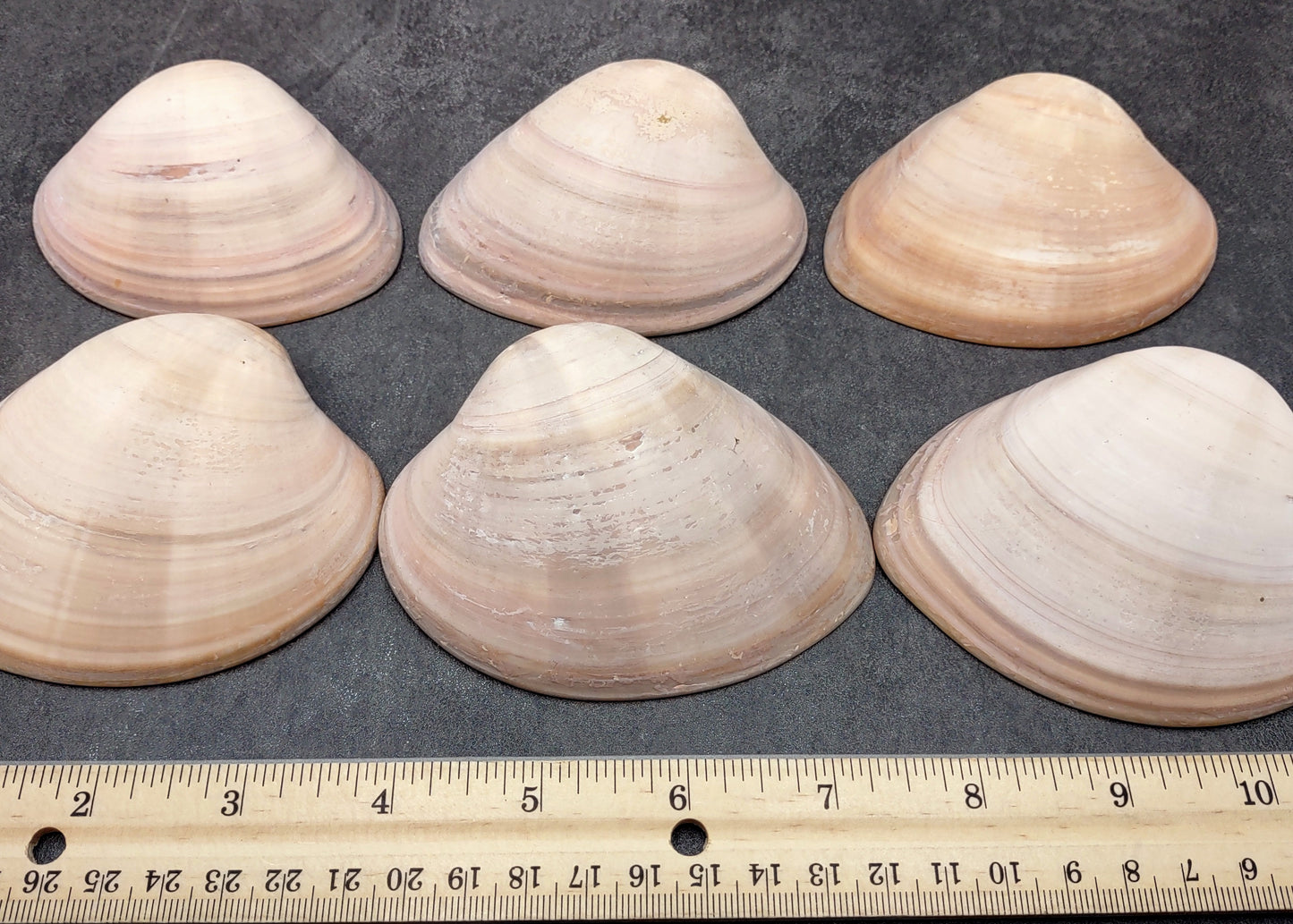 Mocha Clam Seashells Megapitaria Squalida (3 shells approx. 3+ inches) Clam shell great for display collecting & coastal crafting!