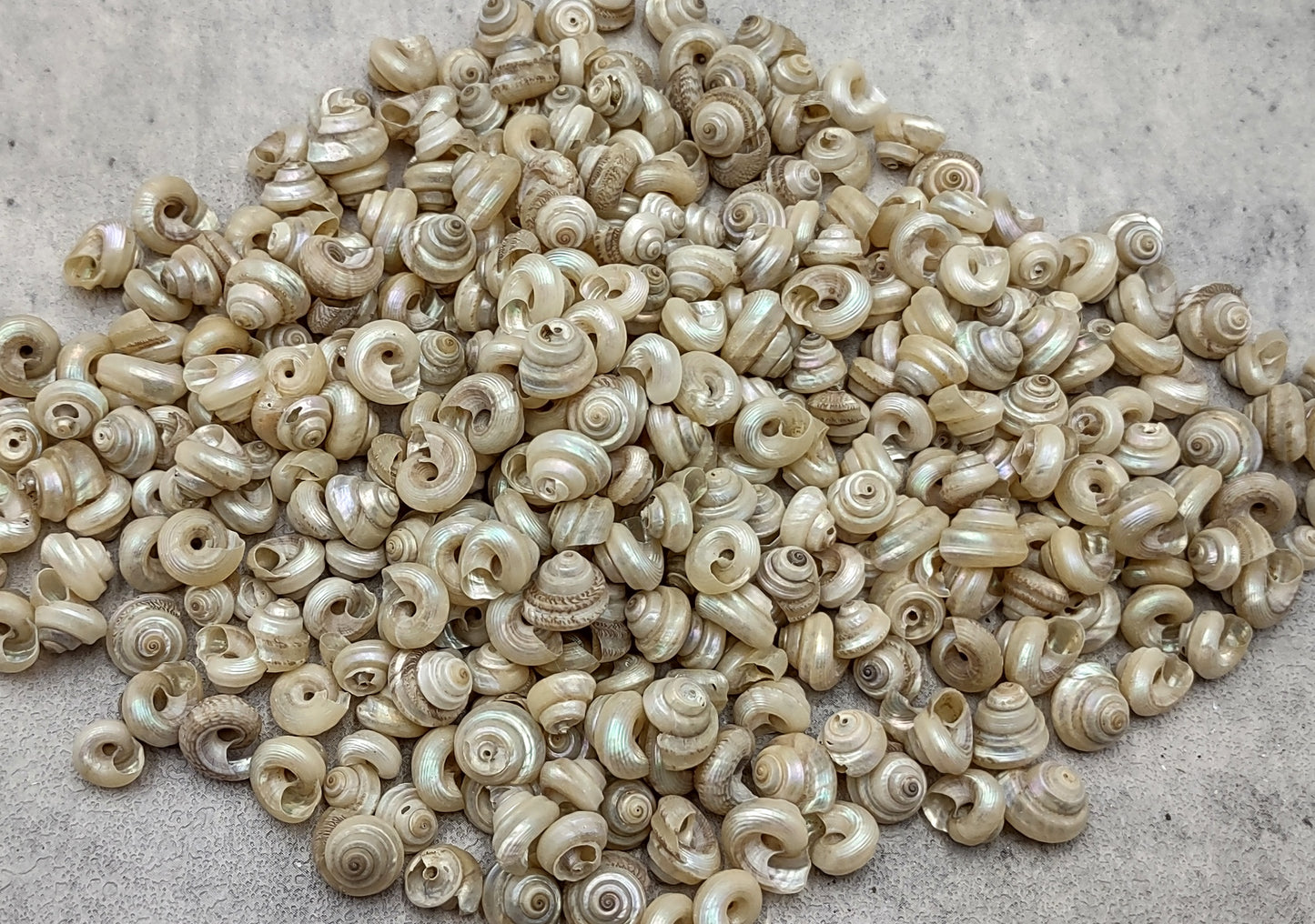 Baby Pearl Trochus Seashells (0.50 cup approx. 190-200 shells 0.25 inch). Cream shells with light stripes in a pile. Copyright 2022 SeaShellSupply.com