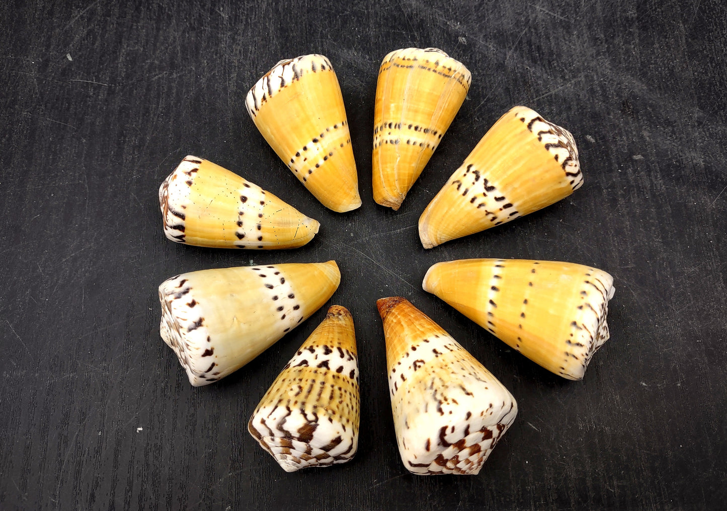 Captain Cone Seashells (2 pcs.) - (2-2.5 inches) - Conus Capitaneus. Cream to earthly colored shells with patterns along the spiral. Copyright 2024 SeaShellSupply.com.