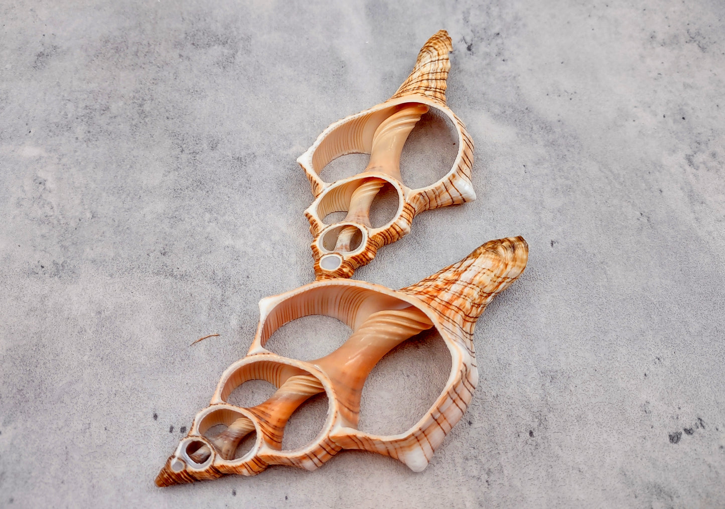 Photo of a pair of orange and cream large center cut fox shells. Copyright 2024 SeashellSupply.com