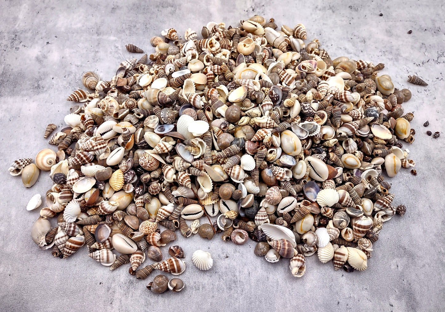 Extra Small Seashell Assorted Ocean Mix (approx. 1 kilogram 0.50+ inches) Superb shells for coastal crafting and collections!