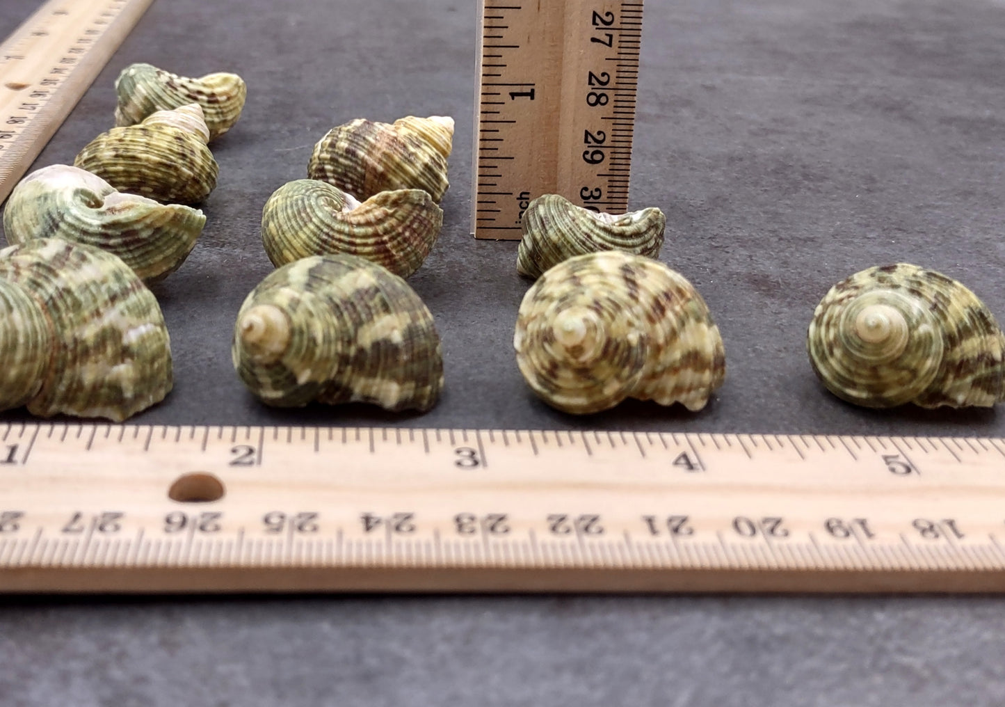 Jade Green Turbo Seashells - Turbo Brunneus - (10 shells approx. 1-2 inches). Pile of multiple shaded spiral turquoise shells. Copyright 2022 SeaShellSupply.com.