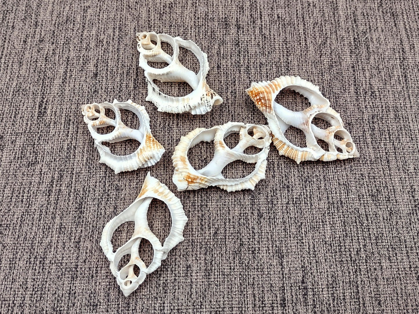 Frilled Frog Center Cut Shells - Bursa Rana - (5 shells approx. 1.5-3 inches). Multiple thin sheets of brown shaded shells laying down showing the inside cavities. Copyright 2022 SeaShellSupply.com.