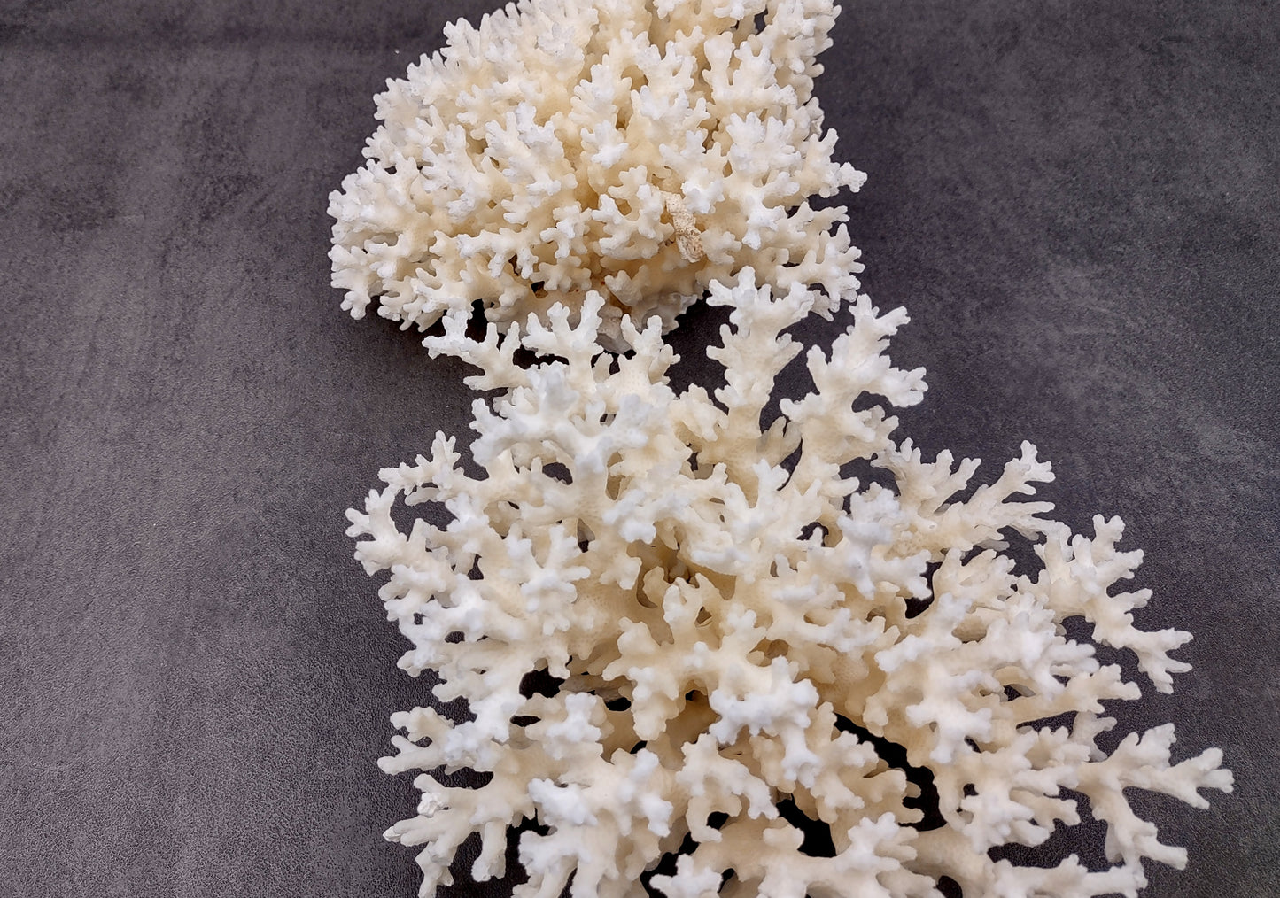 White Lace Coral Cluster (1 coral approx. 5-6+ inches) Great delicate coral to add to any fun display or coastal crafts!