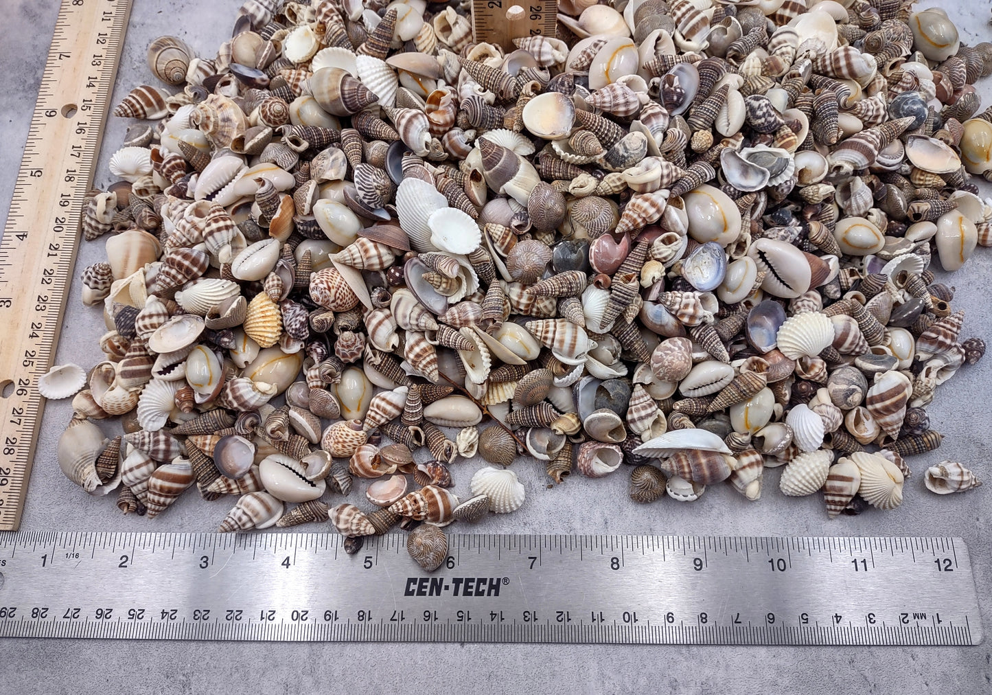Extra Small Seashell Assorted Ocean Mix (approx. 1 kilogram 0.50+ inches) Superb shells for coastal crafting and collections!