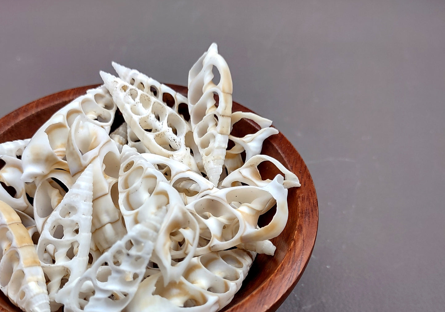 Cerithium Sliced/Center Cut Seashells (10 pcs.). White ribbed shells showing the inner cavities. Copyright 2024 SeaShellSupply.com.