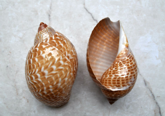 Pacific Partridge Tun Seashell (3-4 inches) - Tonna Perdix. Two brown and white shells, one showing the spiral and design, the other showing the opening. Copyright 2022 SeaShellSupply.com.