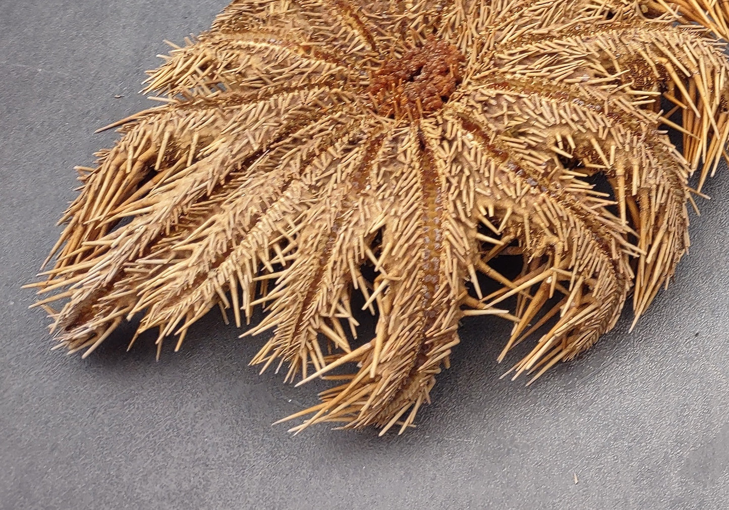 Crown of Thorns Starfish (8+ inches) - Acanthaster Planci. One thorny Starfish. Copyright 2024 SeaShellSupply.com.