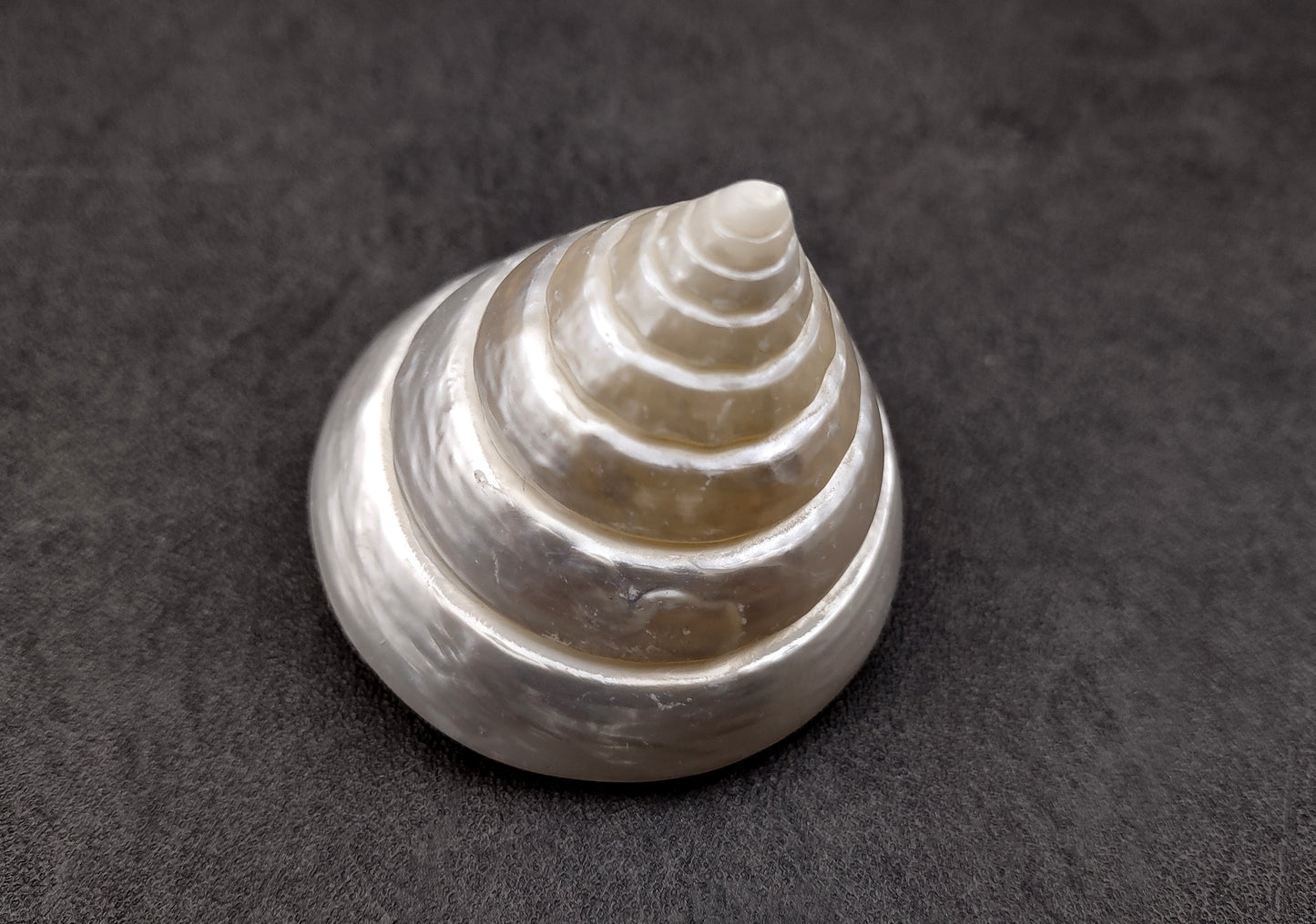 Polished Silver/Pearl Trochus Seashell (2-2.5 Inches) - Trochus Niloticus. One shiny bright spiral white shell with a wide opened base. Copyright 2024 SeaShellSupply.com.