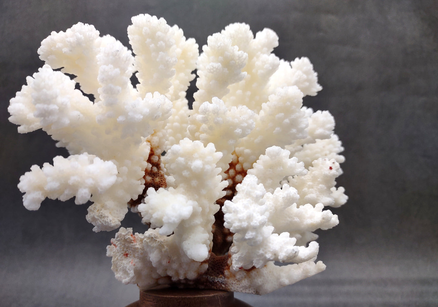 Brownstem White Coral Cluster Pocillopora Verrucosa (1 coral approx. 6.25L x 5H x 5D inches) Coral for coastal collections & display!