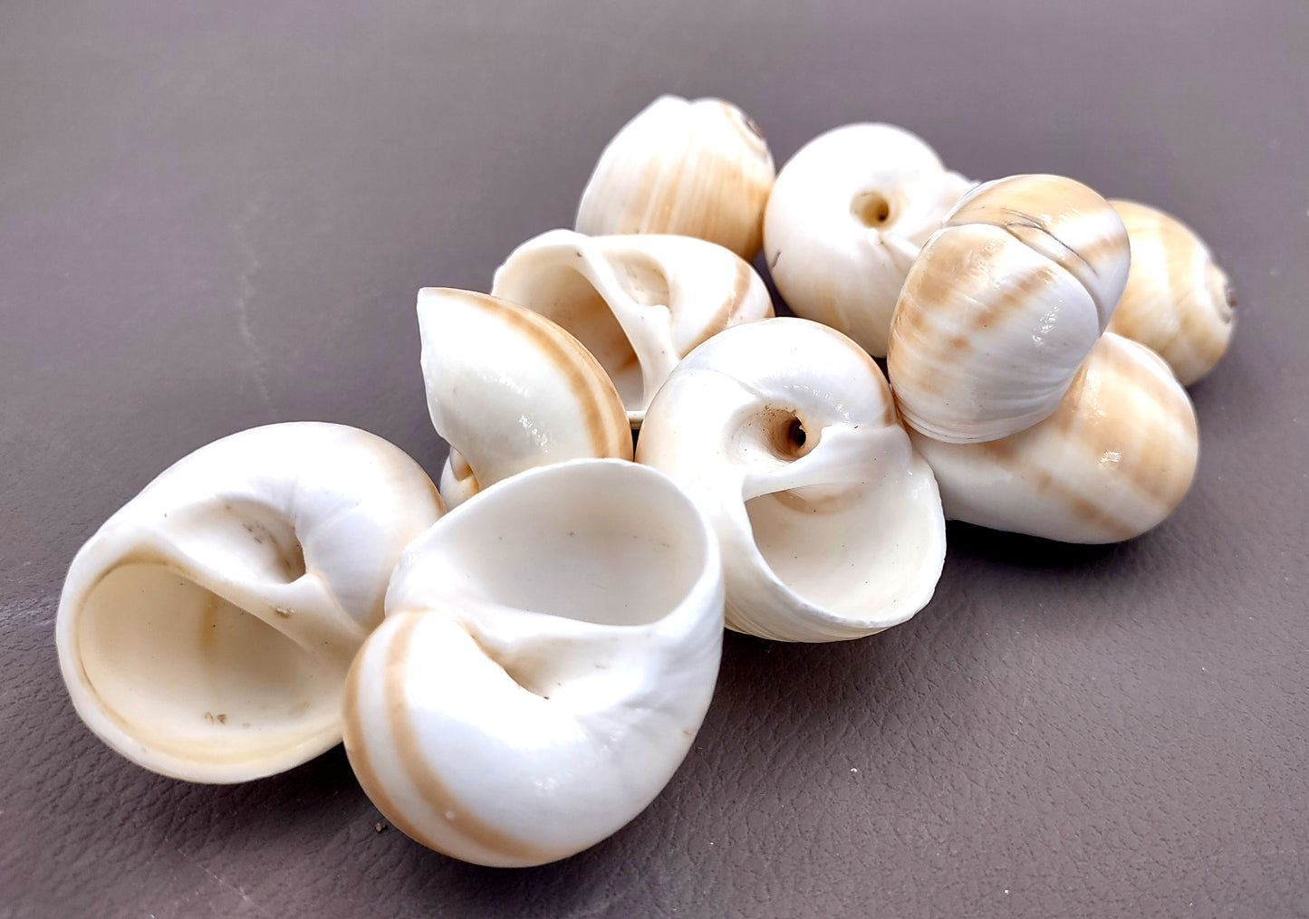 Shark Eye Moon Seashells (10 pcs.) - Polinices Duplicatus. White shells with tan stripes following the spiral. Copyright 2024 SeaShellSupply.com.
