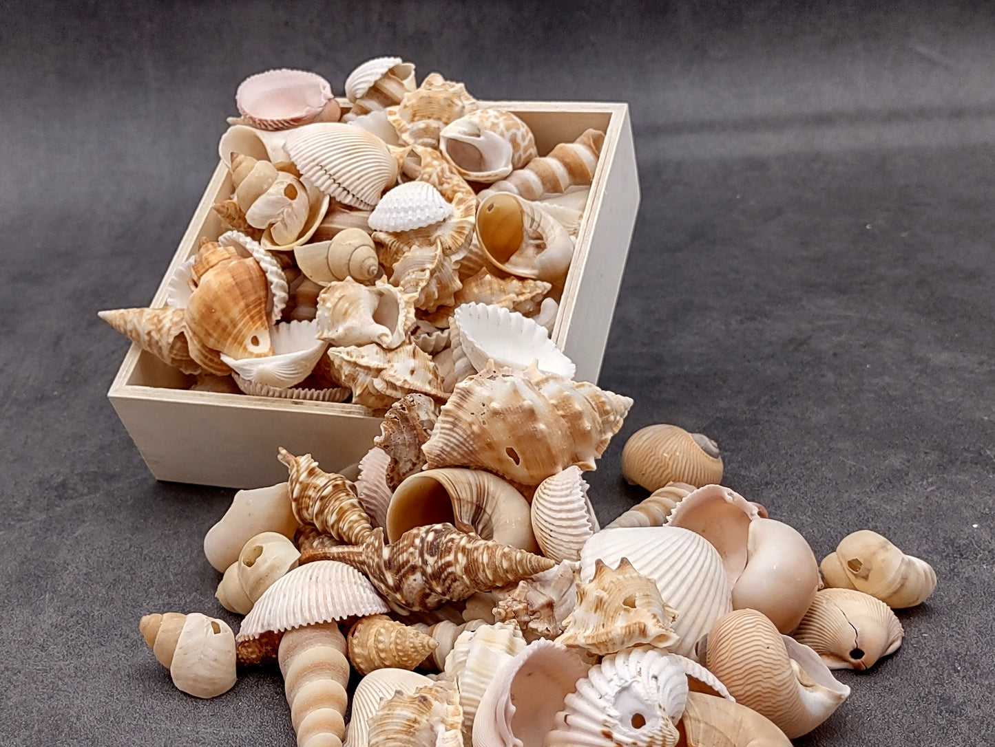 Drilled Seashells Assorted Mix (approx. 1 pound 60+ shells 0.75-1.5+ inches) Great shells for coastal crafting and collections!
