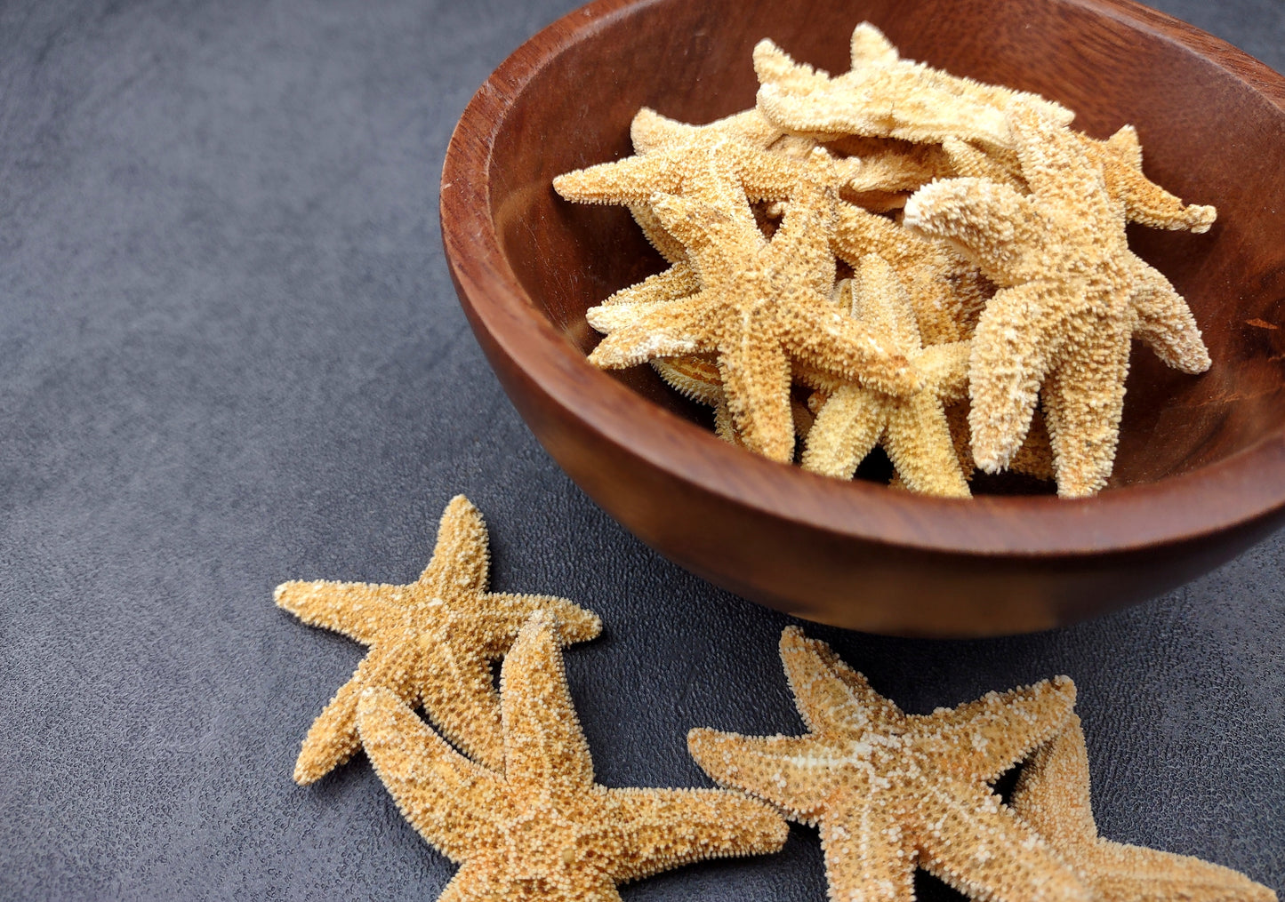 Photo of several beige Sugar Starfish - Piaster Ochraceus. (.75-1.5 inches) Copyright 2024 Seashellsupply.com