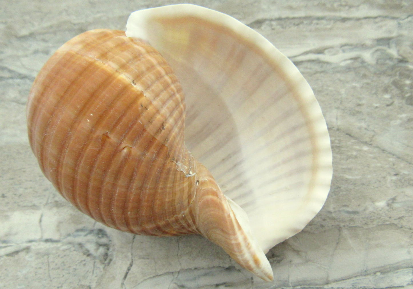 Large Tun Seashell - Tonna Oleria - (1 shell approx. 5-6 inches). A spiral shell with a multi shaded brown design on the shell. Copyright 2022 SeaShellSupply.com.