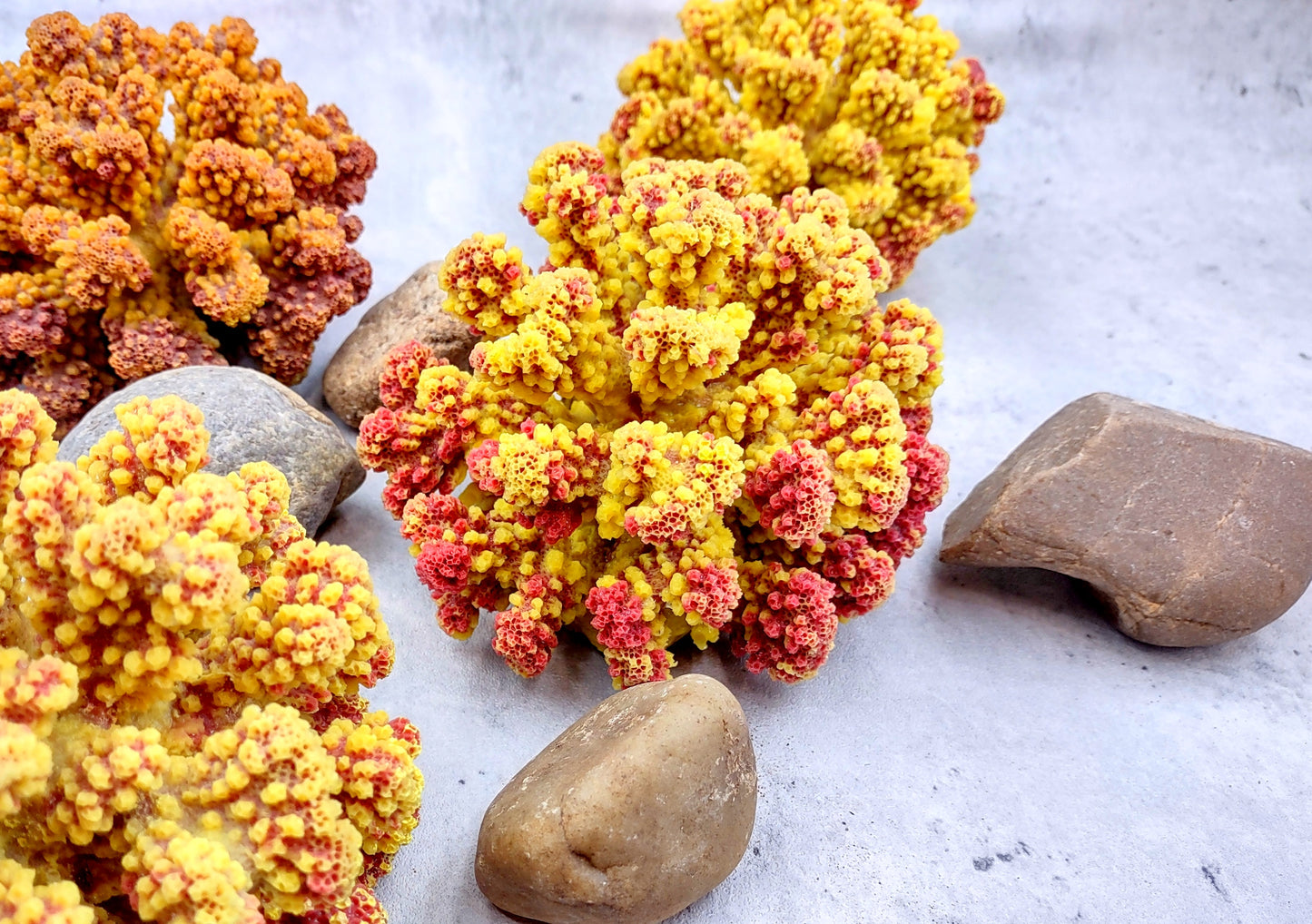 Yellow Rose FAUX Cluster Coral - Pocillopora Elegans - 1 faux coral approx. 5Wx3Dx4T with some dark pink arms on light background Copyright 2022 SeaShellSupply.com.