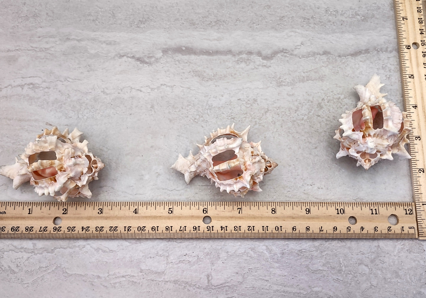 Multi Cut Pink Murex - Murex Erythrostomus - (3 Shells approx. 2.5-3 inches). Three white spiked shells with a lighter pink inside and wide spiral. Copyright 2022 SeaShellSupply.com.