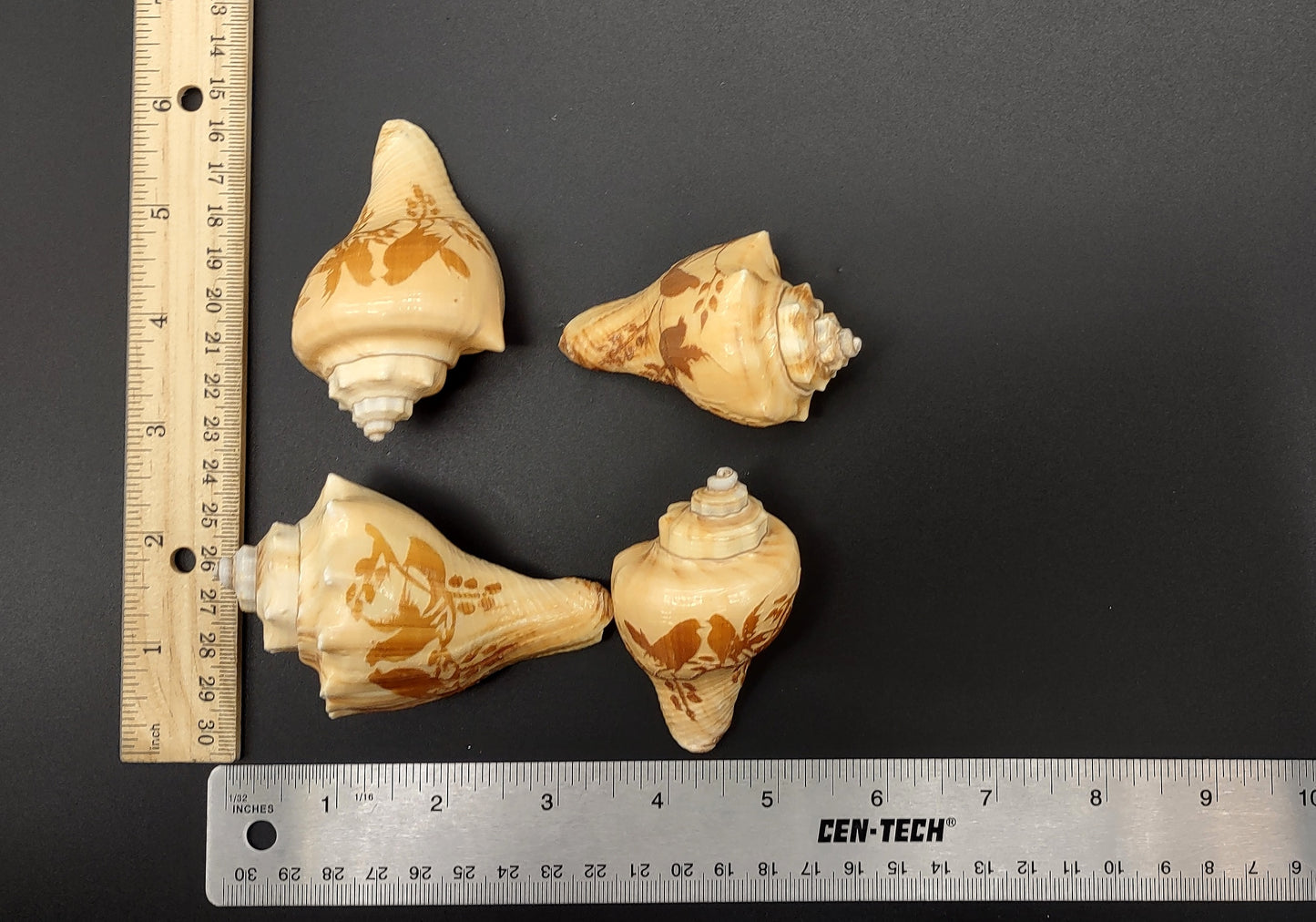 Carved Conch Shell Love Birds (1 shell approx. 3+ inches) Conch shells for coastal crafting display & collecting!