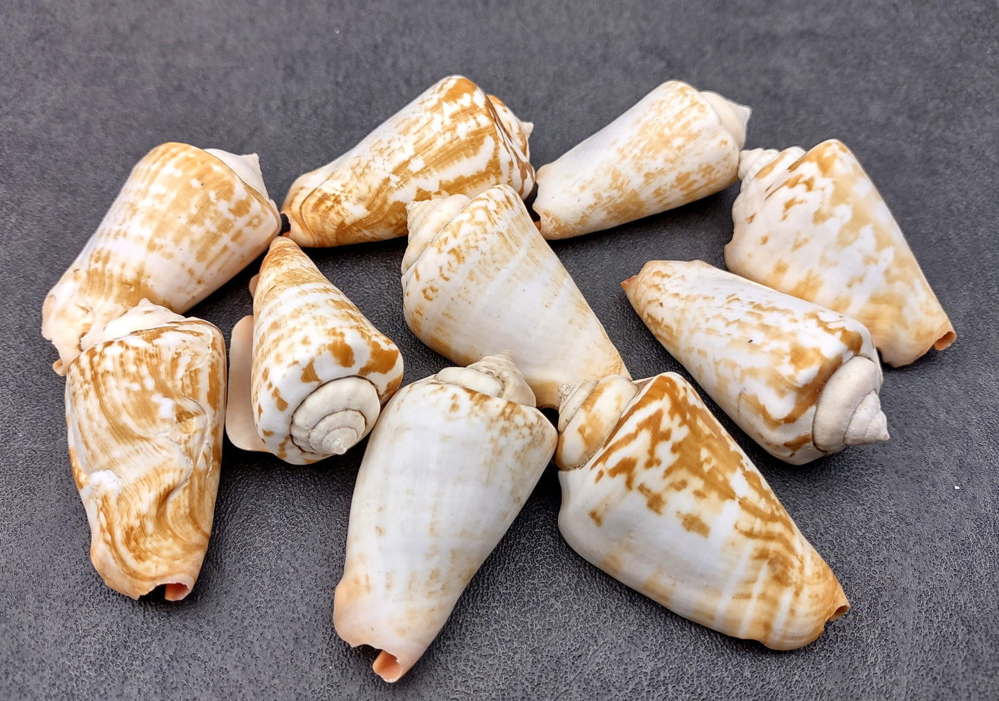 Strawberry Conch Seashells (10 pcs.) - Conomurex Luhuanus. Multiple white and tanned small shells in a pile. Copyright 2024 SeaShellSupply.com.