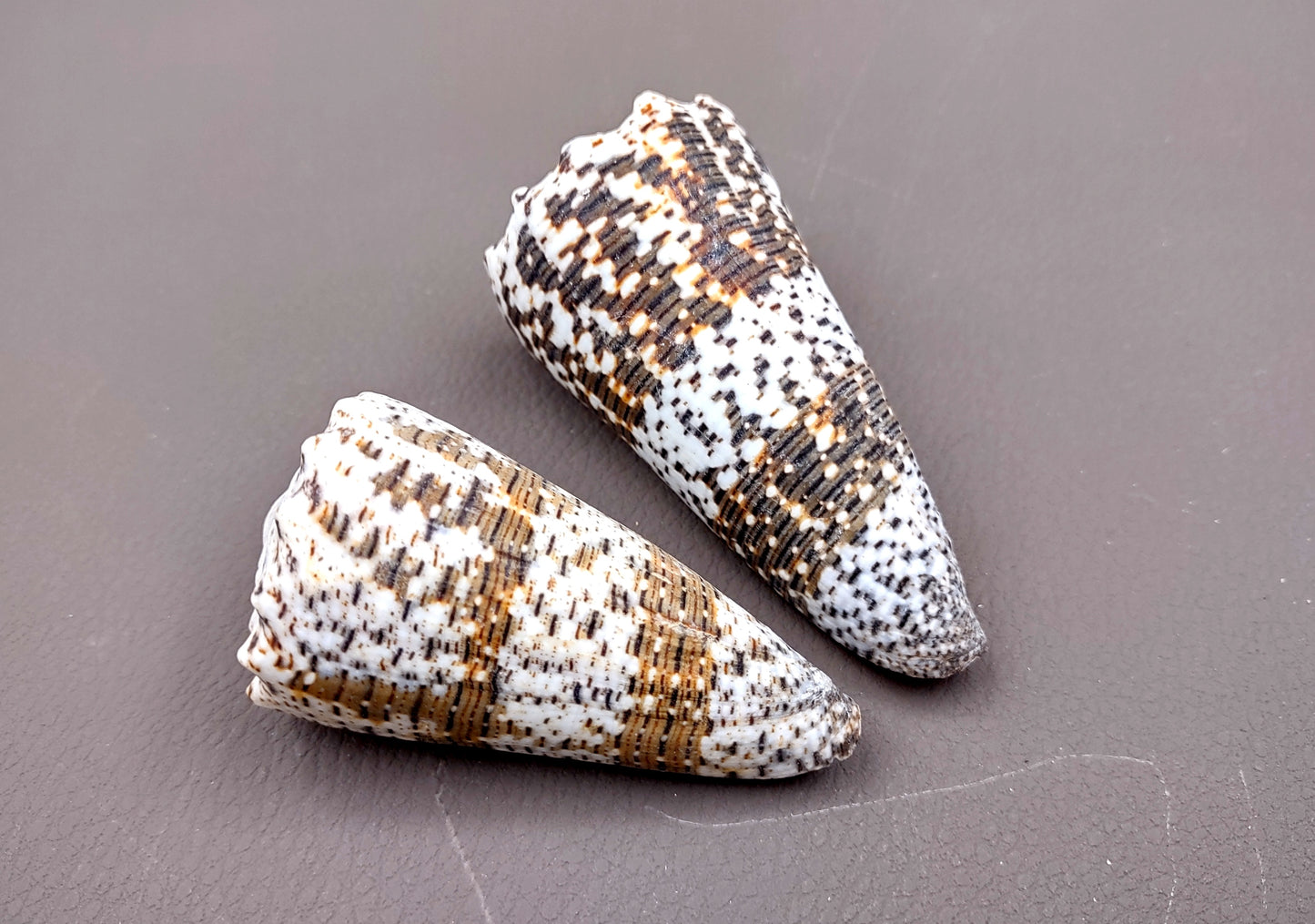 Imperial Cone Seashell (2 pcs.) - (2-3 inches). Cone shaped brown and white striped shells. Copyright 2024 SeaShellSupply.com.