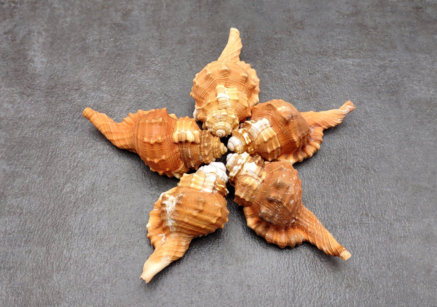 Pear Triton Seashell (3-3.5 inches) - Cymatium Pyrum. Two orange and red shells showing the top and bottom angles. Copyright 2022 SeaShellSupply.com.