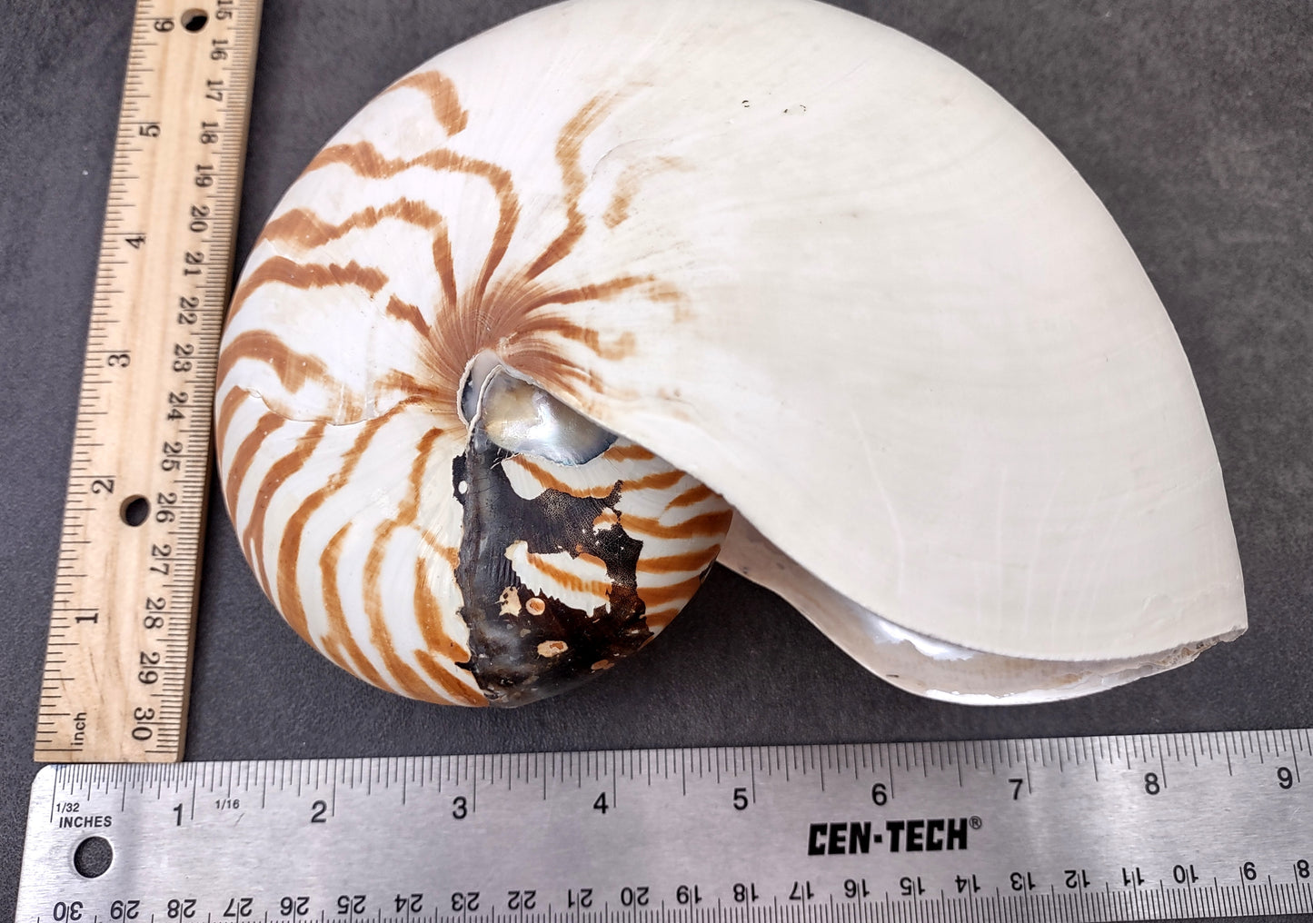 Natural Nautilus Seashell (6-7") - Nautilus Pompilius
