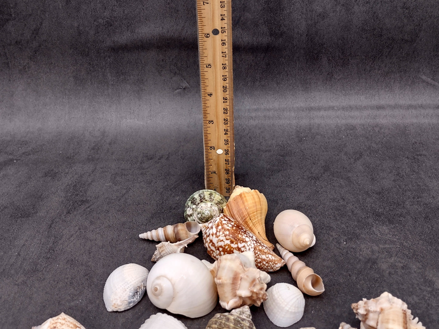 Medium Seashell Assorted Ocean Mix (Approx. 1 kilogram shells 1-2+ inches) Mixed Medium Shell Assortment for coastal crafting & decorations!