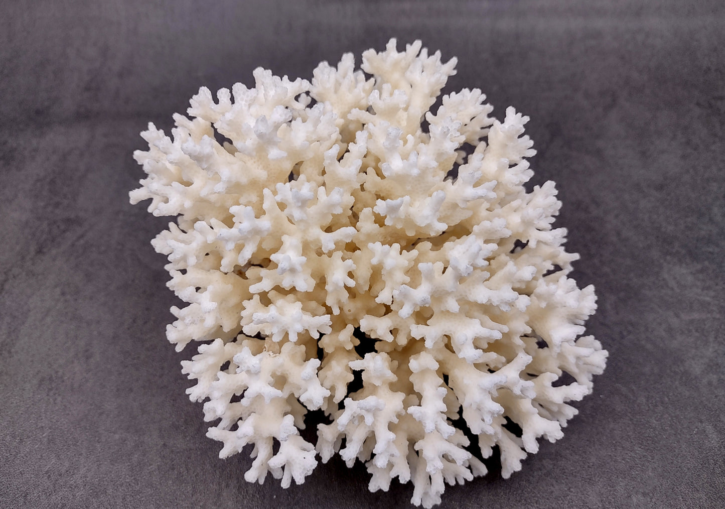 White Lace Coral Cluster (1 coral approx. 5-6+ inches) Great delicate coral to add to any fun display or coastal crafts!
