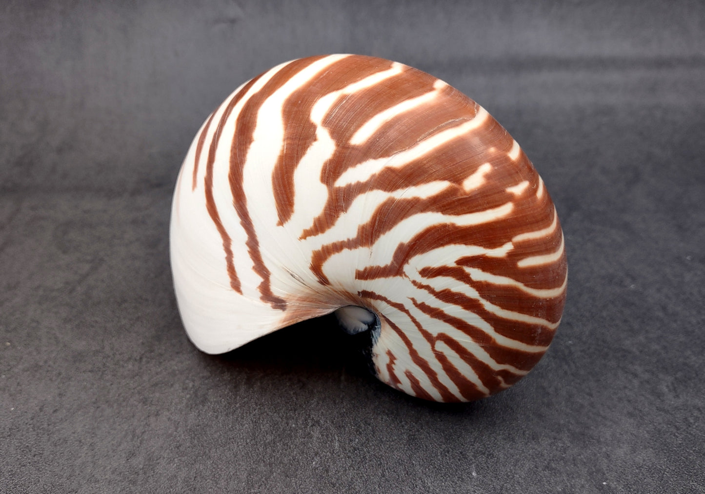 Natural Nautilus Seashell (5-6") - Nautilus Pompilius