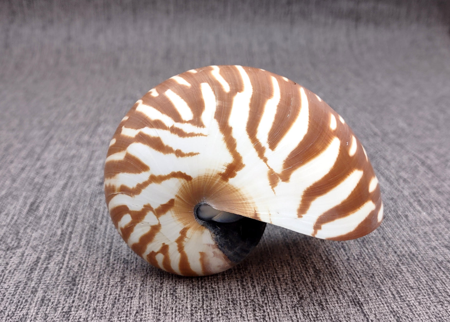 Natural Nautilus Seashell Nautilus Pompilius (1 shell approx. 3+ inches) Great shells for coastal decor & collections!