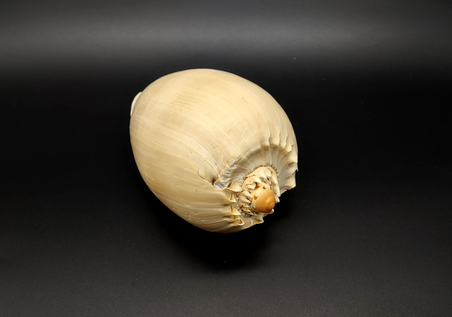 Large Crowned Baler Seashell Voluta Diadema (1 shell approx. 6+ inches) Great shells for coastal crafting decor & collections!