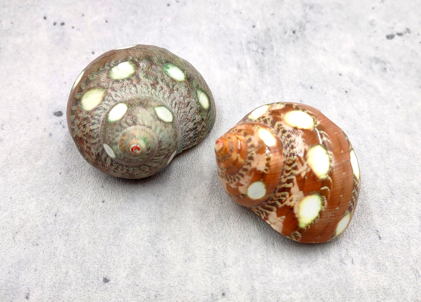 Spotted Turbo Seashells Turbo Petholatus (2 shells approx. 2+ inches) Neat shells for coastal crafting decor & collections!