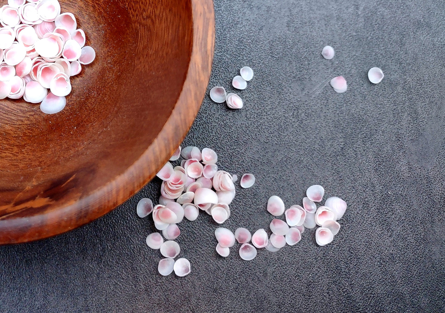 Light Pink Tellin Seashell Rose Petal Halves (approx. 0.25 cup 70+ shells 0.15+ inches) Rose Pink White Shells for crafts & art projects. Copyright 2024 SeashellSupply.com