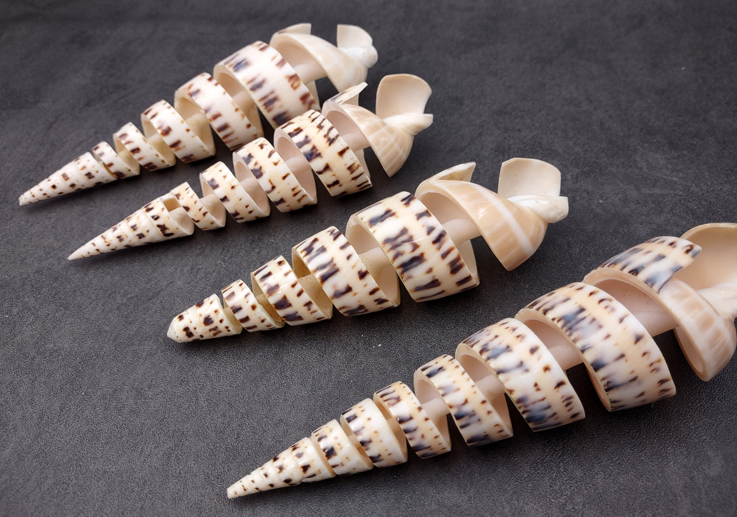 Spiral Cut Marlinspike Auger (4-5 inches) - Terebra Maculata. One white, black, and tan spiral shell with cut outs following the spiral but also showing the main mast. Copyright 2024 SeaShellSupply.com.