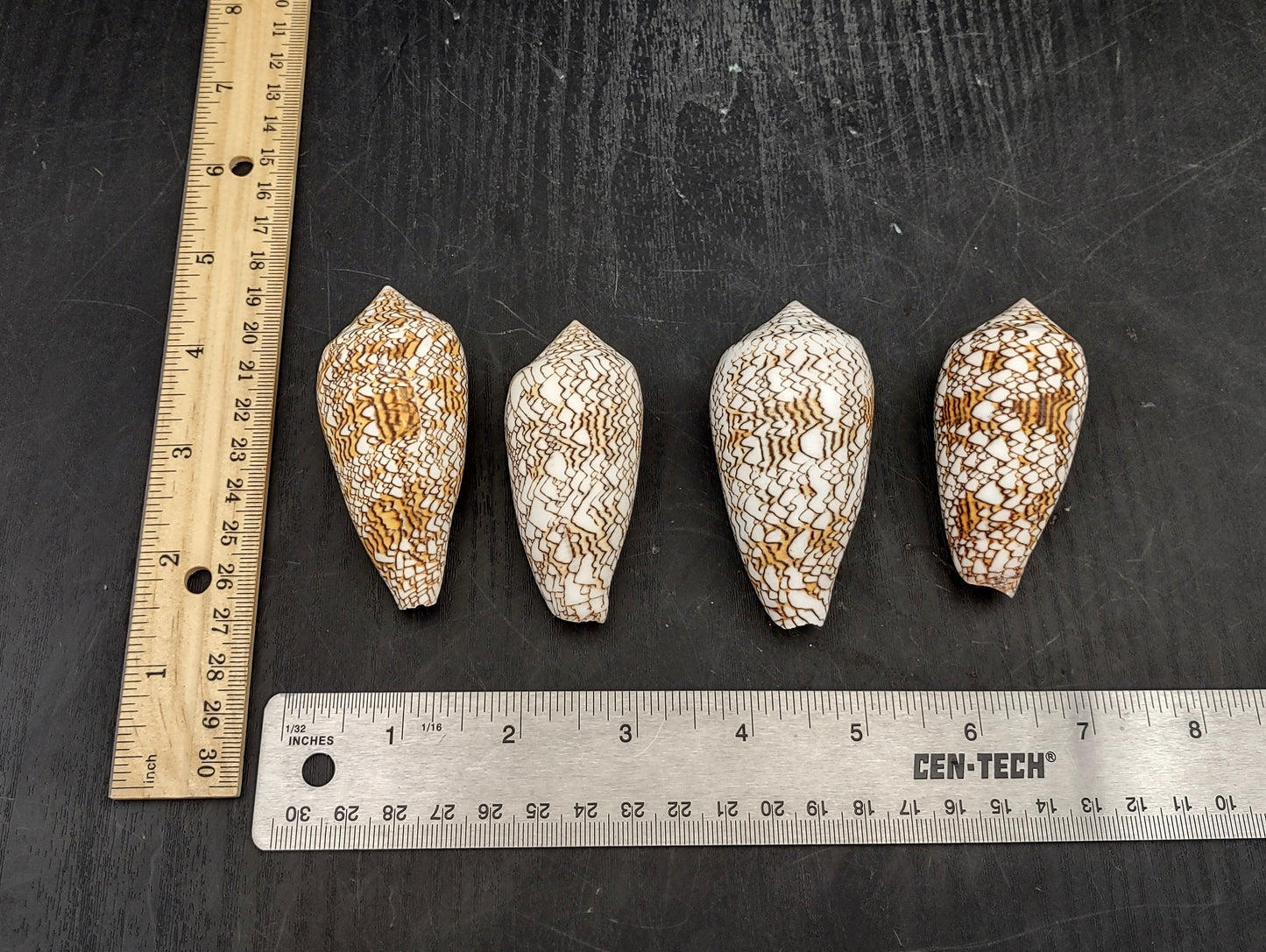 Cloth of Gold Cone Seashell (2.5-3"+) - Conus Textile