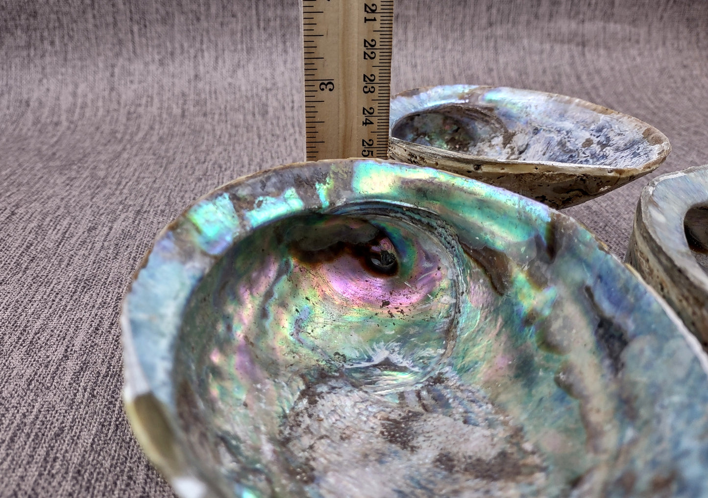 Paua Abalone Seashell Dish with Stand (1 shell approx. 5-5.5+ inches) Copyright 2024 SeashellSupply.com