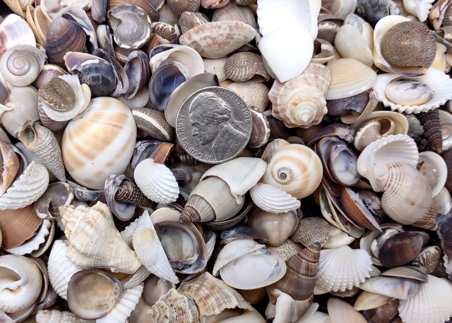Extra Small Seashell Assorted Ocean Mix Brown Tan Purple (approx. 1 cup 65+ shells 0.50+ inches) XS Shell Assortment for arts & crafts!