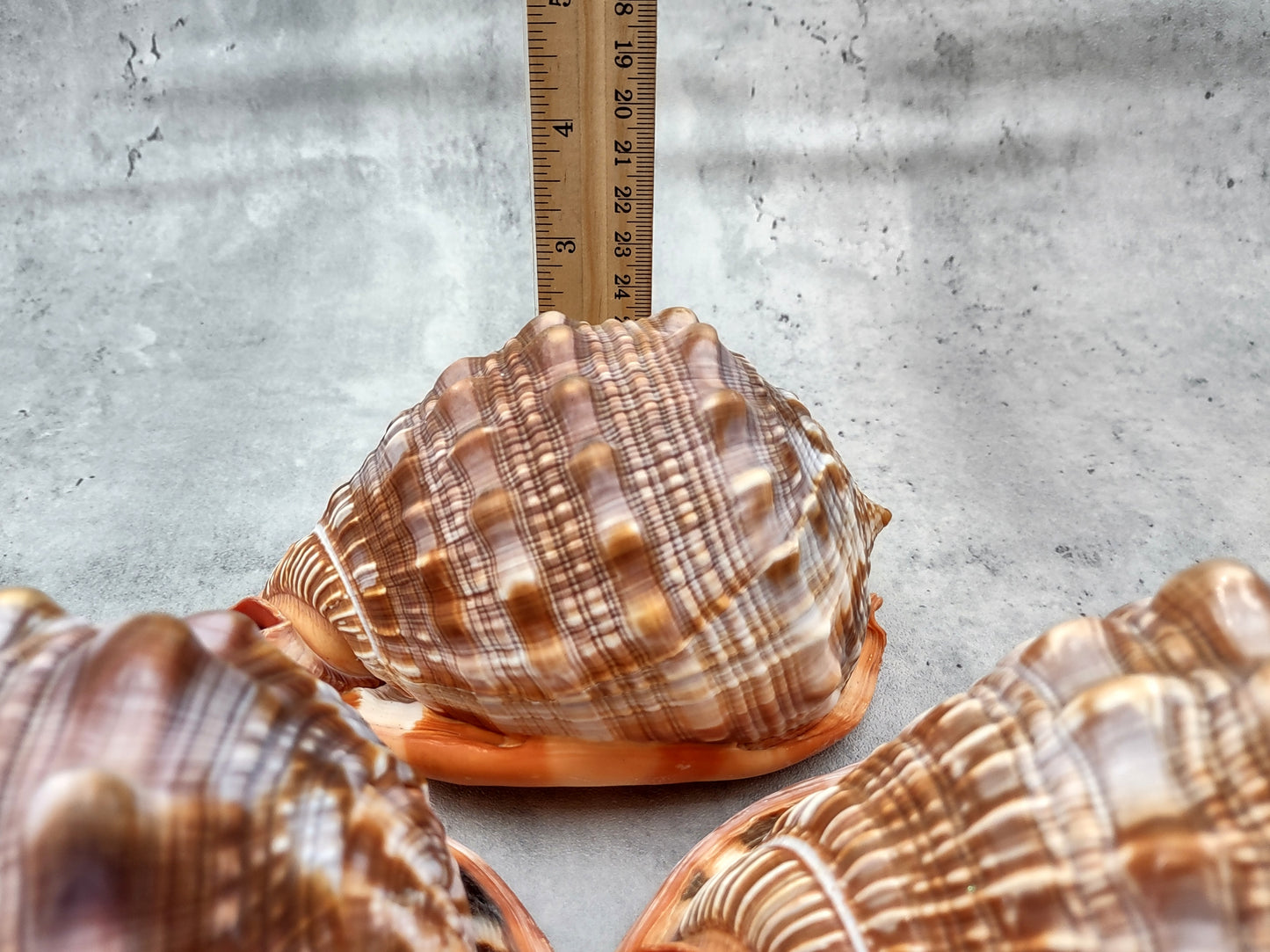 Bullmouth Helmet Seashell Cassis Rufa (1 shell approx. 5+ inches) Adorable shell for any coastal craft or decoration!