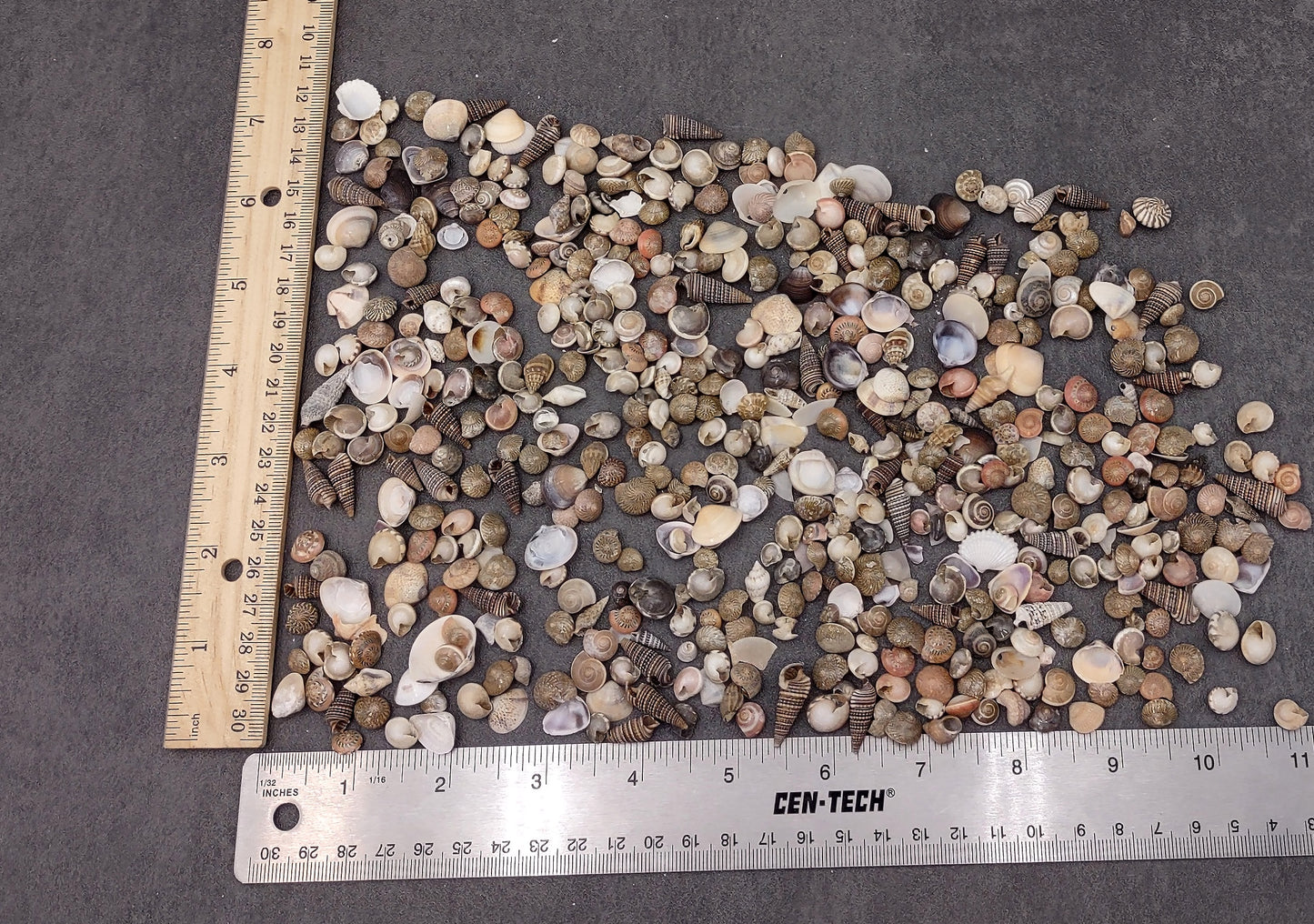 Tiny Seashell Assorted Ocean Mix For Crafts (approx. 1 kilogram 0.25+ inches) Great shells for coastal crafting and collections!