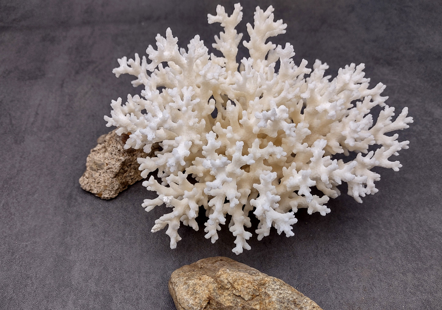 White Lace Coral Cluster (1 coral approx. 5-6+ inches) Great delicate coral to add to any fun display or coastal crafts!
