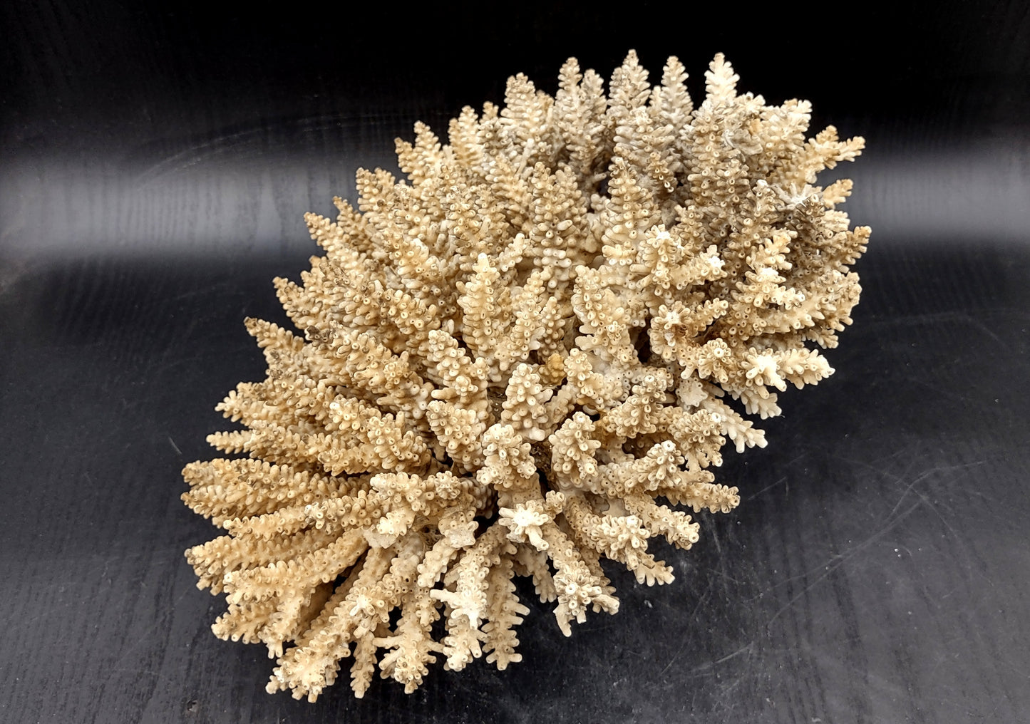 Image of Off White Natural Table Coral Large Cluster Acropora Latistella (1 coral approx. 12L x 7H x 9D inches) Copyright 2024 SeashellSupply.com