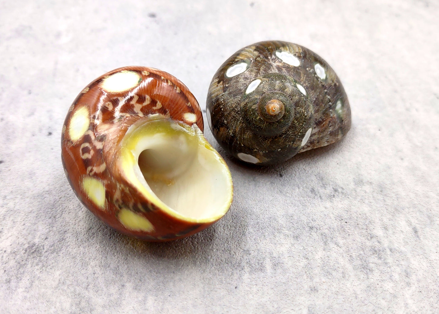 Spotted Turbo Seashells Turbo Petholatus (2 shells approx. 2+ inches) Neat shells for coastal crafting decor & collections!