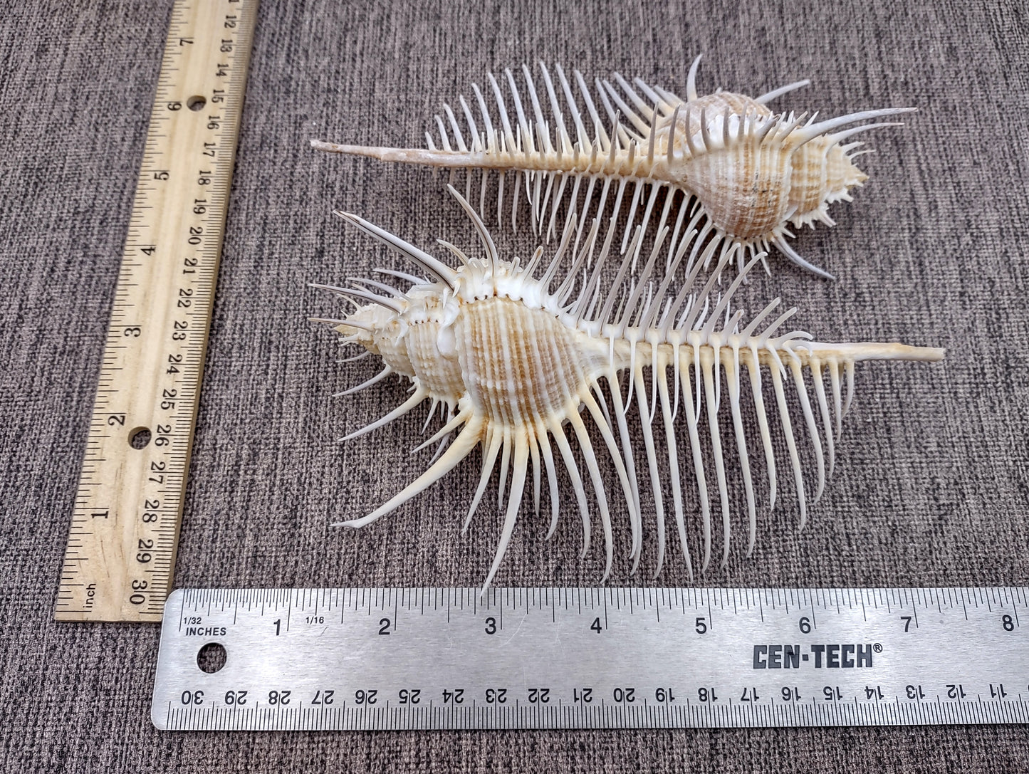 Murex Comb Seashell Murex Pecten (1 shell approx. 6+ inches) Special shells for coastal crafting décor & collections!