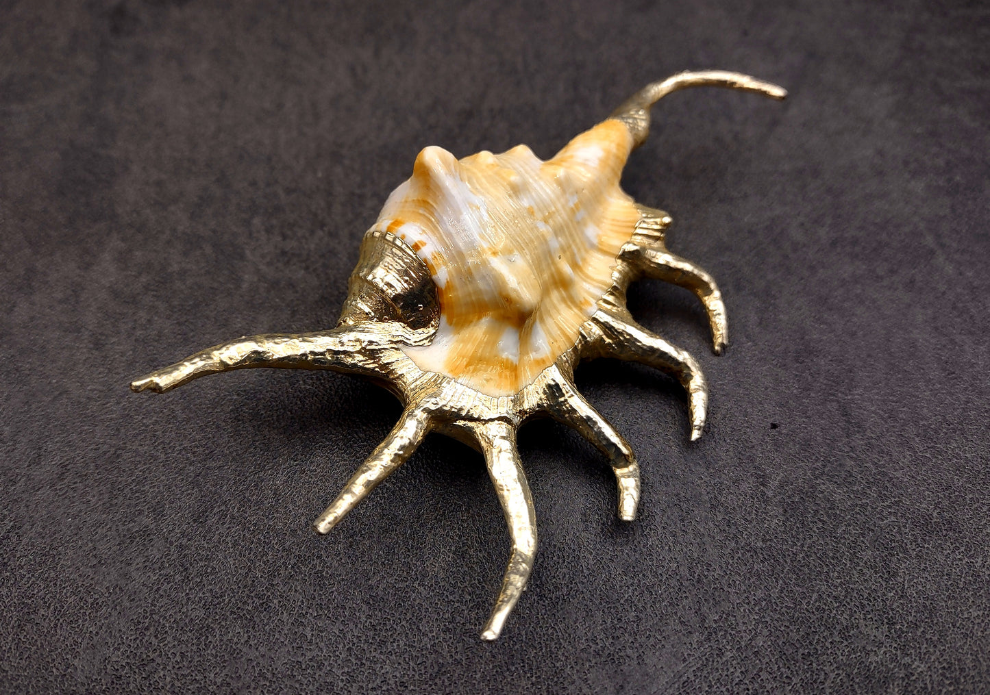 Silver-Plated Oranger Spider Seashell - Lambis Crotata - (1 Shell approx. 4+ inches) One orange and white spider conch with silver plated decoration. Copyright 2024 SeaShellSupply.com